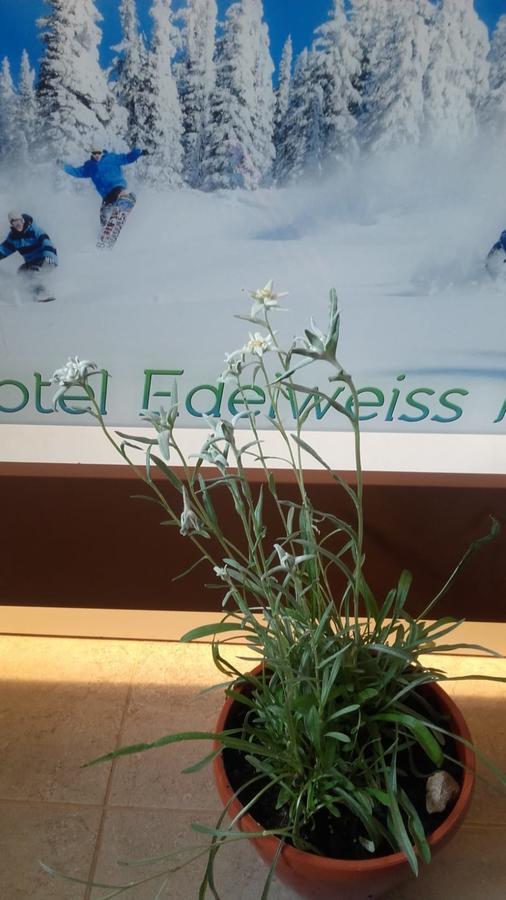 Vila Edelweiss Predeál Kültér fotó